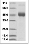 DENV DENV-NS1 / Nonstructural protein 1 Protein 14965