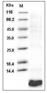 Human EGF / Epidermal Growth Factor Protein SDS-PAGE