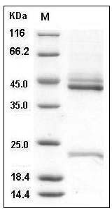 Human IL-23 (IL23A & IL12B Heterodimer) Protein SDS-PAGE