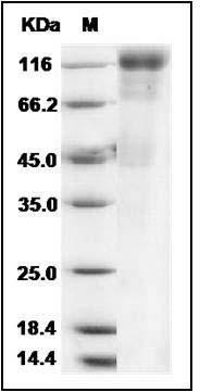 CMV Glycoprotein B / gB Protein SDS-PAGE