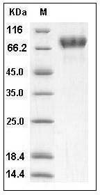 Human ICAM-2 / CD102 Protein (His & Fc Tag) SDS-PAGE