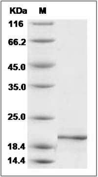 Mouse Pleiotrophin / PTN / HB-GAM Protein SDS-PAGE