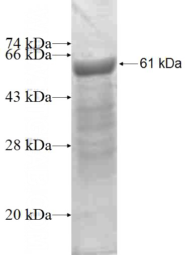 Recombinant Human CHFR SDS-PAGE