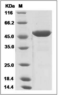 Mouse IFNA5 / IFNaG Protein (Fc Tag) SDS-PAGE