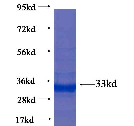 Recombinant human RPL3 SDS-PAGE