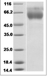 H3N2 HA recombinant protein (C-His)