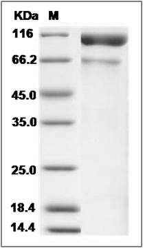 Cynomolgus ACE2 / Angiotensin-Converting Enzyme 2 Protein (His Tag) SDS-PAGE
