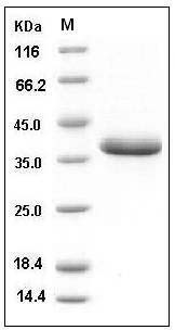Human EGF / Epidermal Growth Factor Protein (Fc Tag) SDS-PAGE