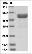 Human XEDAR / EDA2R Protein (Fc Tag) SDS-PAGE