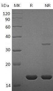 Rat Fgf2/Fgf-2 recombinant protein