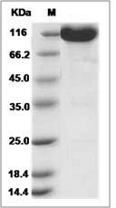 Canine TrkB / NTRK2 Protein (Fc Tag) SDS-PAGE