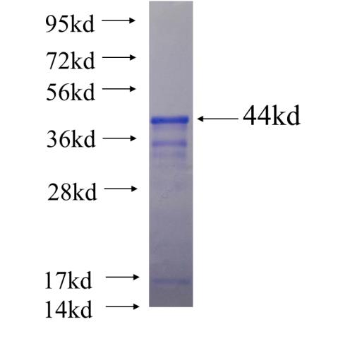 Recombinant human PHIP SDS-PAGE