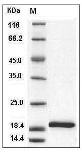 Mouse IL-1 beta / IL1B Protein SDS-PAGE