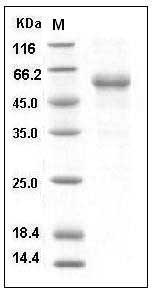 Human RELT / TNFRSF19L Protein (His & Fc Tag) SDS-PAGE