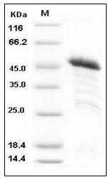 Human PRDM2 / RIZ1 Protein (GST Tag) SDS-PAGE