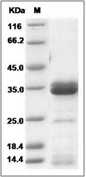 Cynomolgus IGFBP4 Protein (His Tag) SDS-PAGE