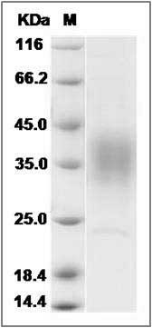 Human CD28 / TP44 Protein SDS-PAGE