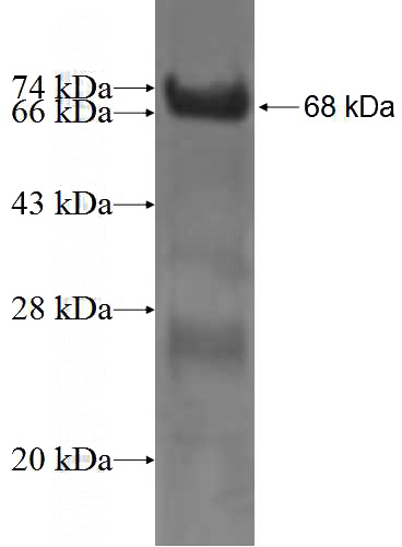 Recombinant Human GSPT2 SDS-PAGE
