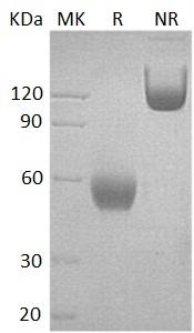 Human CD47/MER6 (Fc tag) recombinant protein
