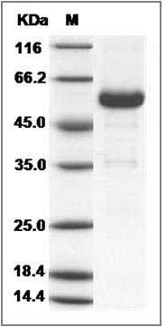 Mouse CD40 / TNFRSF5 Protein (His & Fc Tag) SDS-PAGE