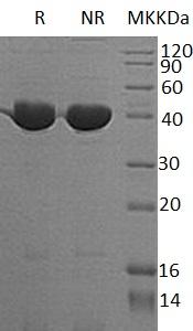 Mouse Serpinf1/Pedf/Sdf3 recombinant protein