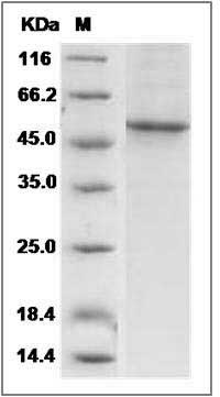Human CCNE1 / Cyclin-E1 Protein SDS-PAGE
