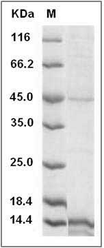 Human EG-VEGF / prokineticin-1 Protein (His Tag) SDS-PAGE