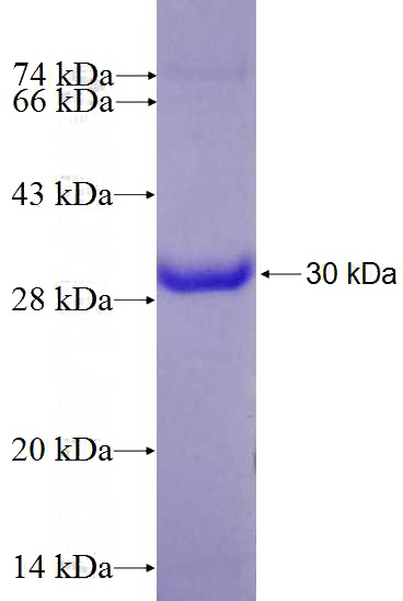 Recombinant Human HNF4A SDS-PAGE