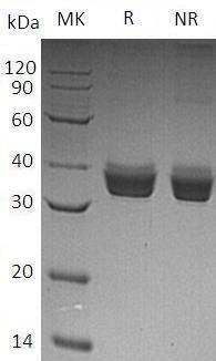 Human ERP27/C12orf46/UNQ781/PRO1575 (His tag) recombinant protein
