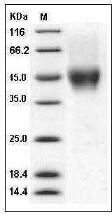 Human CD16a / FCGR3A Protein (176 Val) (His & AVI Tag) SDS-PAGE