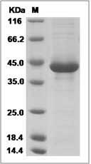 CD3E protein SDS-PAGE