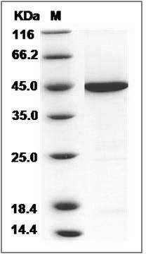 Human Pleckstrin / PLEK / p47 Protein (His Tag) SDS-PAGE