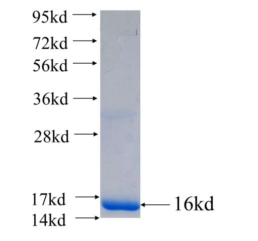 Recombinant human PDE6A SDS-PAGE
