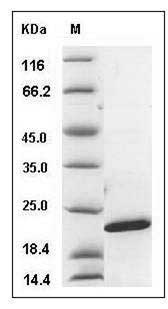Mouse TNFSF10 / TRAIL / APO-2L Protein (aa 118-291, His Tag) SDS-PAGE