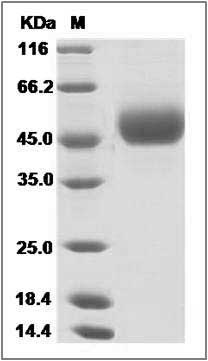 Influenza A H5N1 (A/bar-headed goose/Qinghai/1A/2005) Hemagglutinin Protein (HA1 Subunit) (His Tag) SDS-PAGE