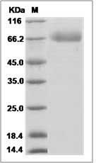 Rhesus IL17BR / IL17RB / IL-17 Receptor B Protein (Fc Tag)