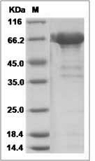 Rhesus DC-SIGN / CD209 Protein (Fc Tag)