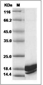 Mouse IL4 / Interleukin-4 Protein (Q136D, Y139D, His Tag) SDS-PAGE