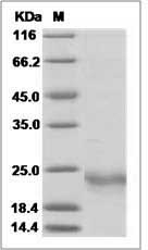 IL19 protein SDS-PAGE