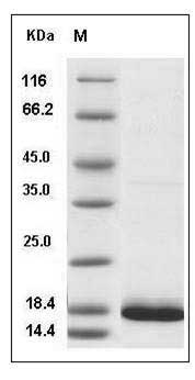 Human FGF14 / SCA27 Protein (isoform 1B) SDS-PAGE
