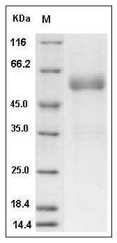 Human FAM3B Protein (Fc Tag) SDS-PAGE