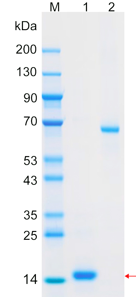 Recombinant IGLC1 protein (His tag) SDS-PAGE