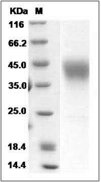 Mouse ICAM-2 / CD102 Protein SDS-PAGE