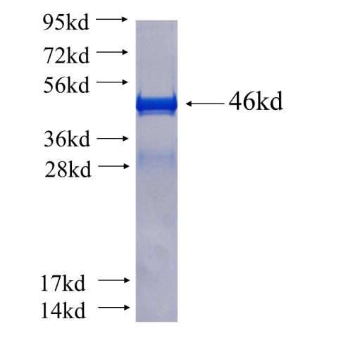 Recombinant human MARVELD2 SDS-PAGE