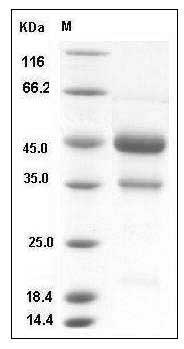 Mouse VEGF-D / VEGFD / FIGF Protein (Fc Tag) SDS-PAGE