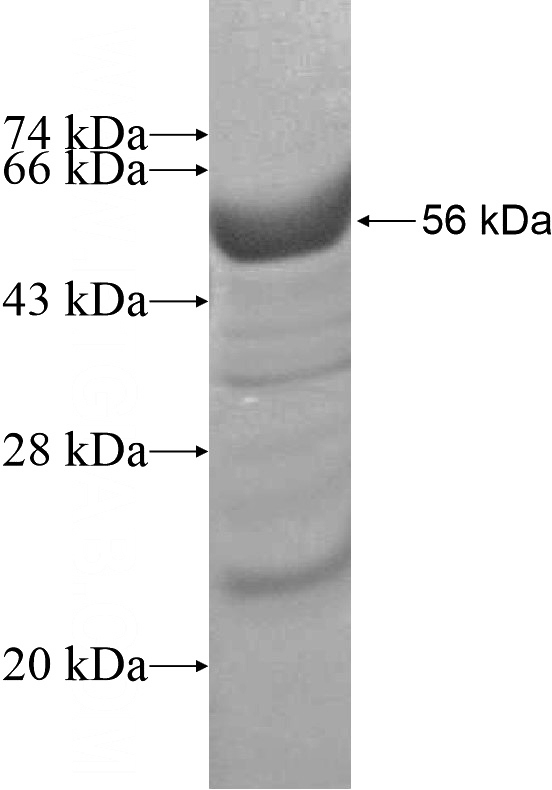 Recombinant Human FAM114A1 SDS-PAGE