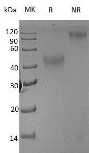 Rat Csf1/Csfm recombinant protein