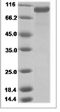 Mouse GAS6 Protein 14120