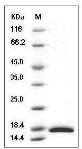 Mouse CRABP2 / CRABPII Protein (His Tag) SDS-PAGE