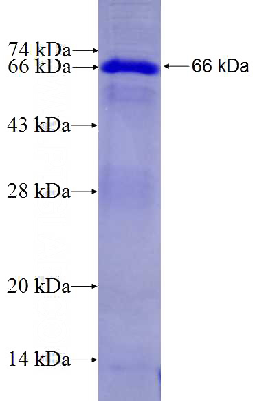 Recombinant Human NUFIP2 SDS-PAGE